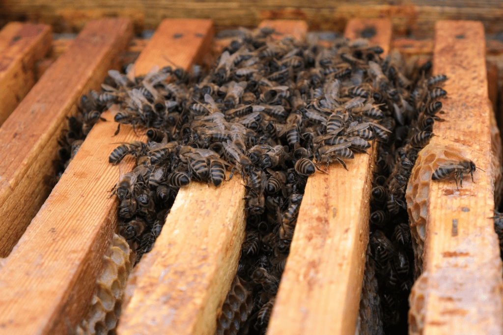 Aislamiento, condensación y ventilación en colmenas: cómo proteger a nuestras abejas - MANEJO
