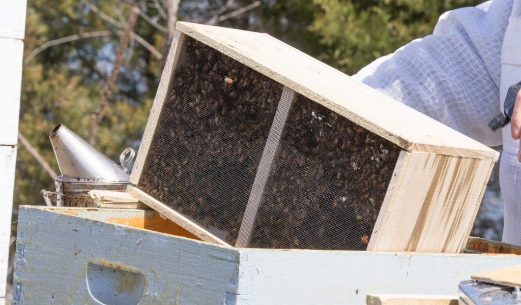 Cómo comenzar con paquetes de abejas - Apicultura