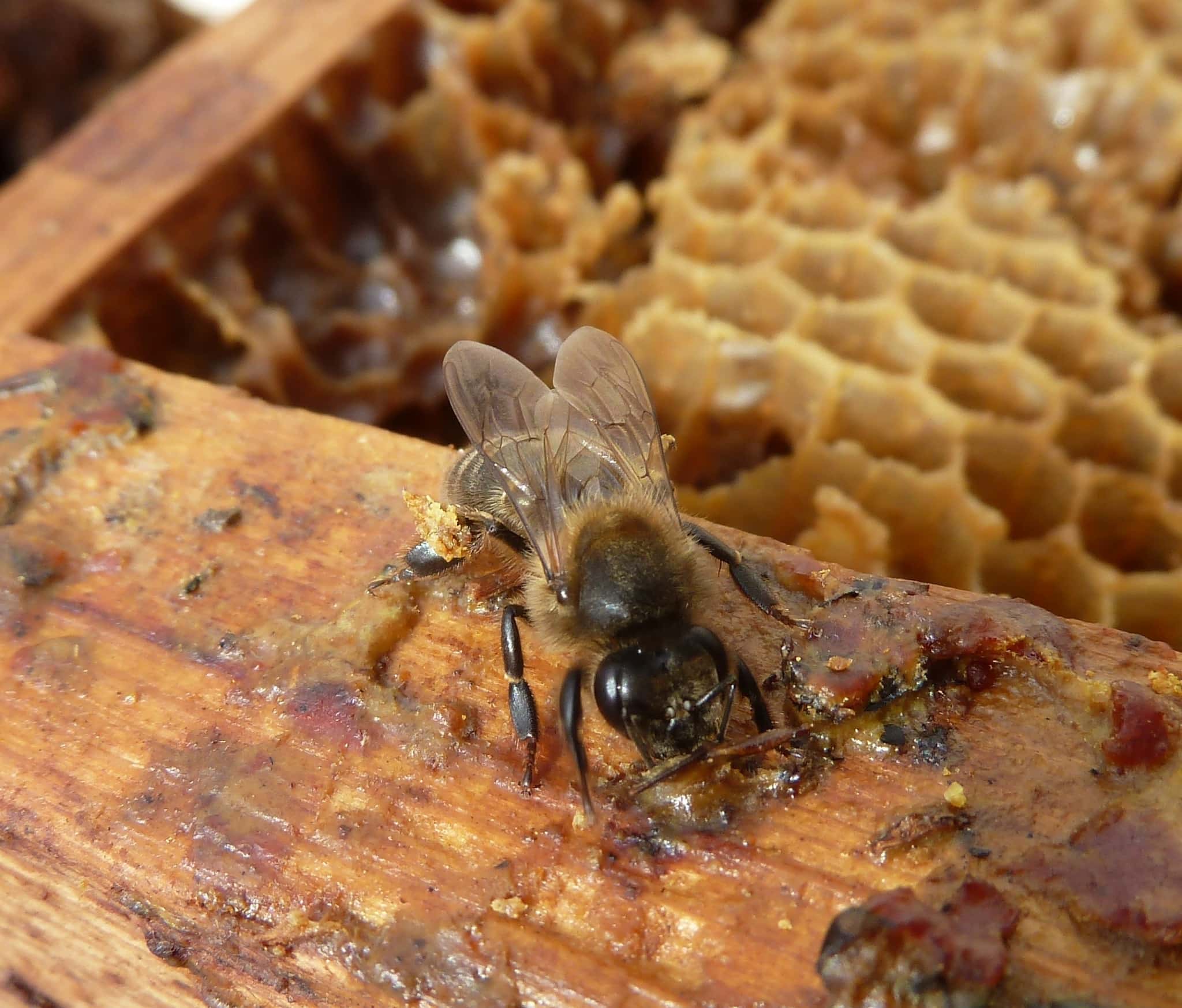 Los Pedazos De Cera De Abejas Natural Y Un Pedazo De Célula De