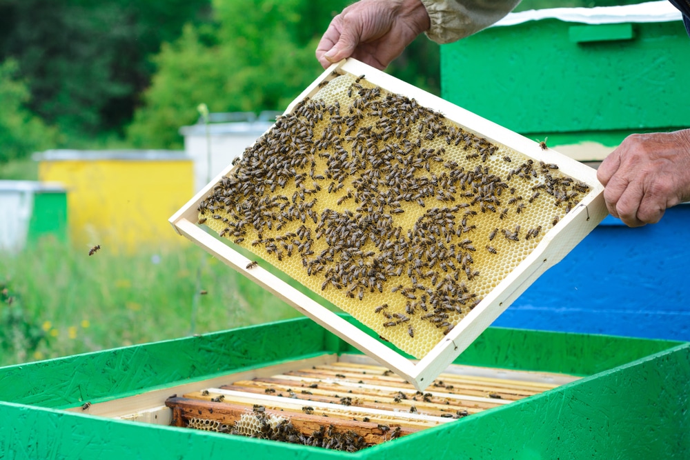 Esterilizar y blanquear la Cera de abeja: Cómo hacerlo y cuando