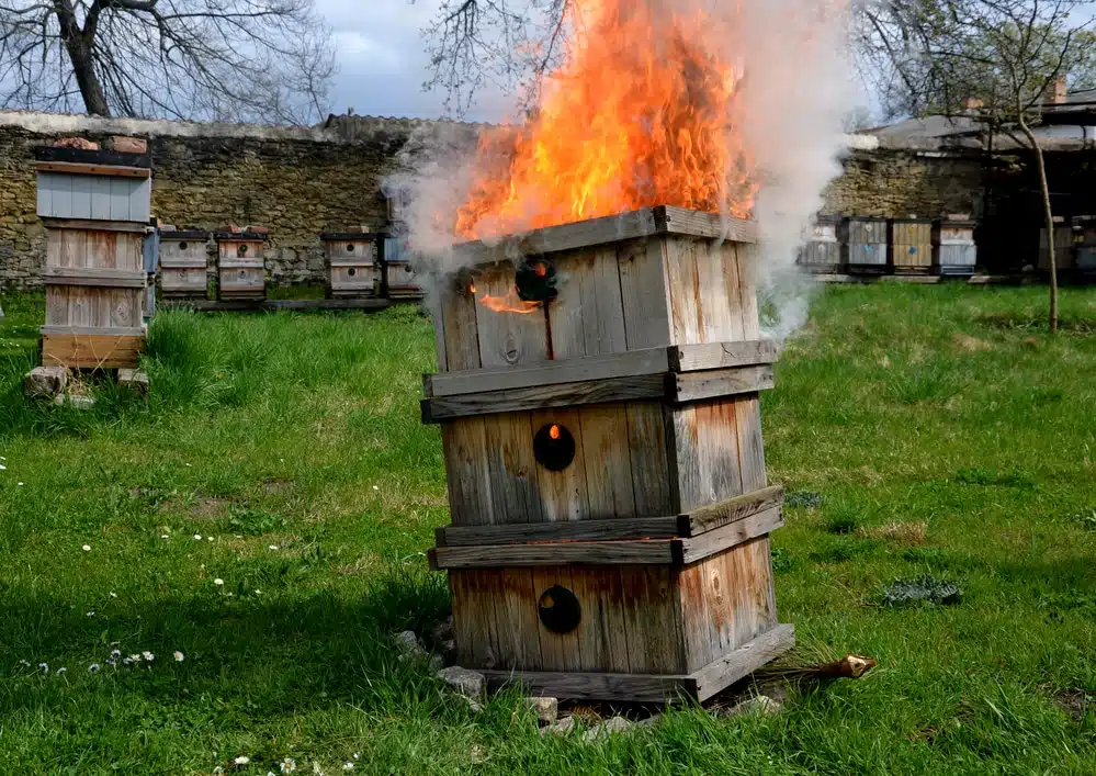 A wooden hive burning in an apiary