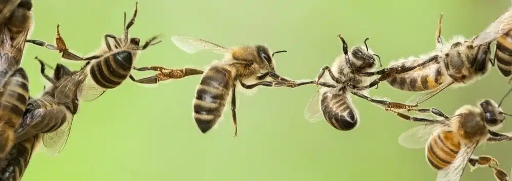 Honey bees linked by their legs in a chain across an open gap