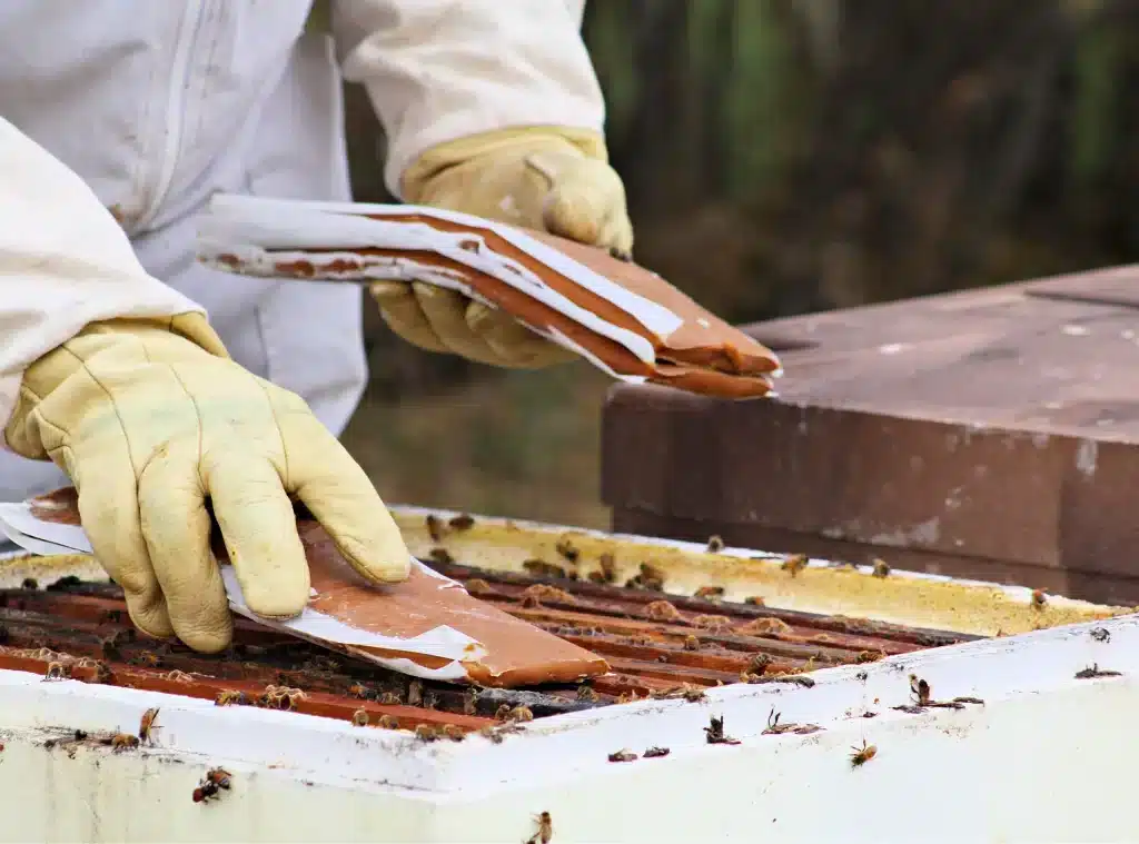 Como elaborar alimento para las abejas - Apicultura