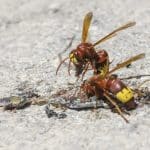 Vespa orientalis: La Amenaza Creciente y Cómo Combatirla Eficazmente - SANIDAD