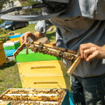Introduction à l'élevage de reines en apiculture : premiers pas et concepts de base - Non classifié(e)