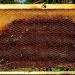 Qu’est-ce que le syndrome d’effondrement des ruches (SDC) et comment le réguler ? - Non classifié(e)