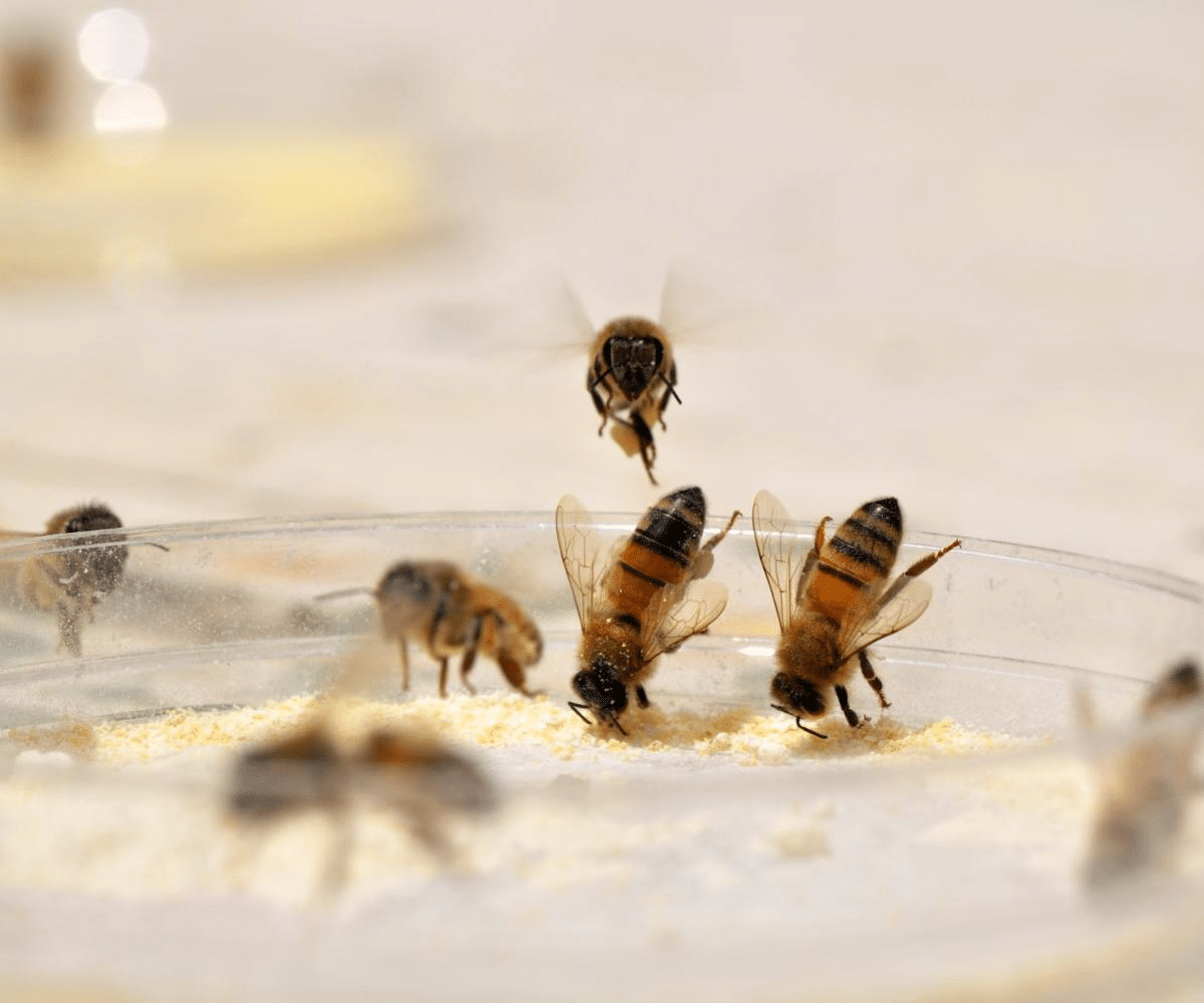 Les abeilles sont-elles en train de disparaître ? Les clés pour comprendre le syndrome d’effondrement des ruche - Non classifié(e)