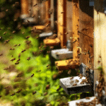 La dérive chez les abeilles : pourquoi se produit-elle et quelles sont les solutions pour y remédier? - Non classifié(e)