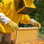 Cadres en plastique ou feuilles de cire : quelle est la meilleure option en apiculture ? - APICULTEUR DÉBUTANT