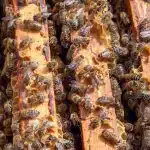 Honey bees on and between the top bars of adjacent frames