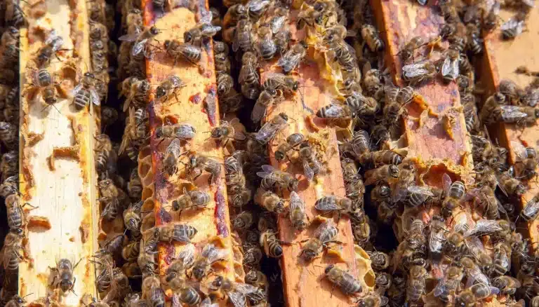 Honey bees on and between the top bars of adjacent frames