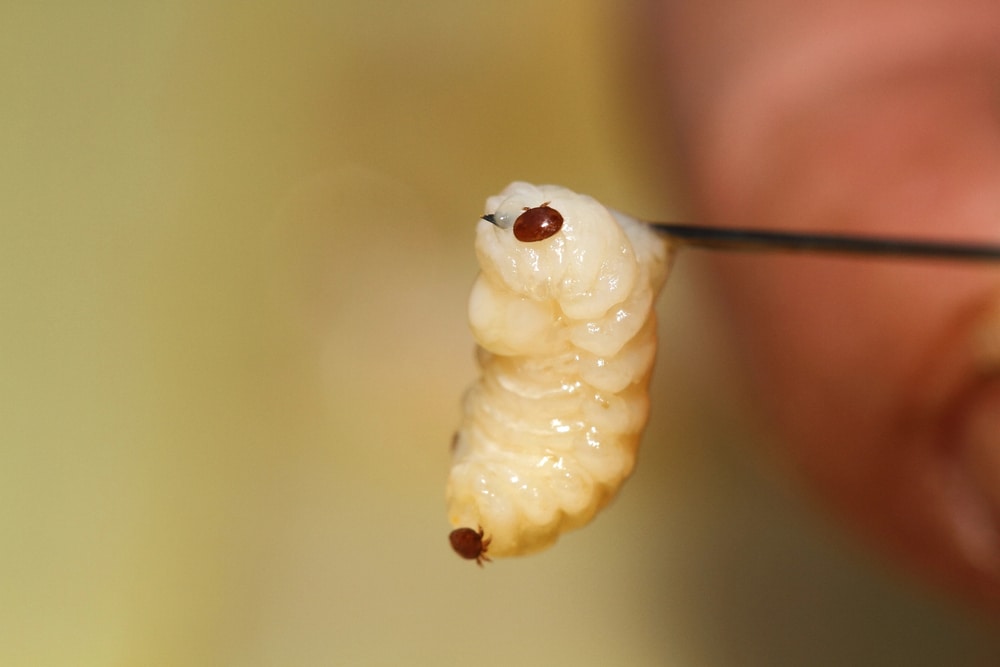 Developing honey bee with two reddish-brown varroa mites, held with tweezers