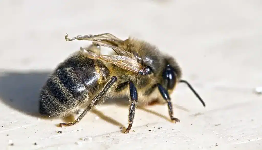 Worker honey bee with shortened, crumpled wings on a pale wooden surface