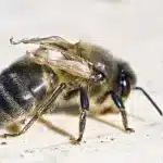 Worker honey bee with shortened, crumpled wings on a pale wooden surface