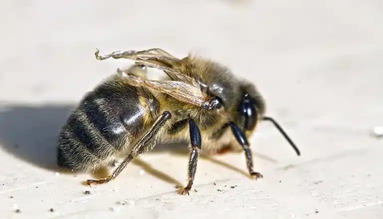 Worker honey bee with shortened, crumpled wings on a pale wooden surface