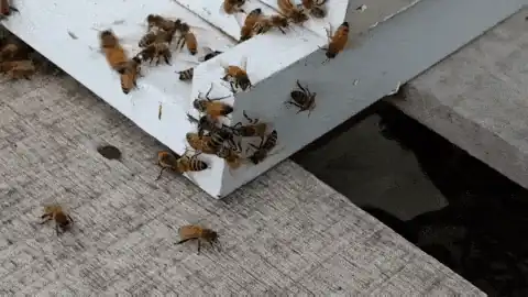 Abejas guardianas enfrentándose a pilladoras en la piquera