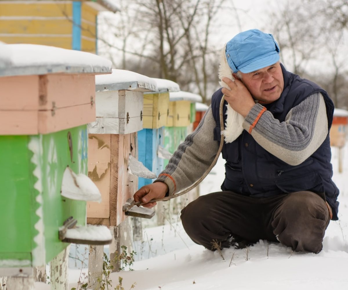 Winter on the apiary. Beekeeper winter monitors the status of bees in the hive. Winter bees in the hives in the yard