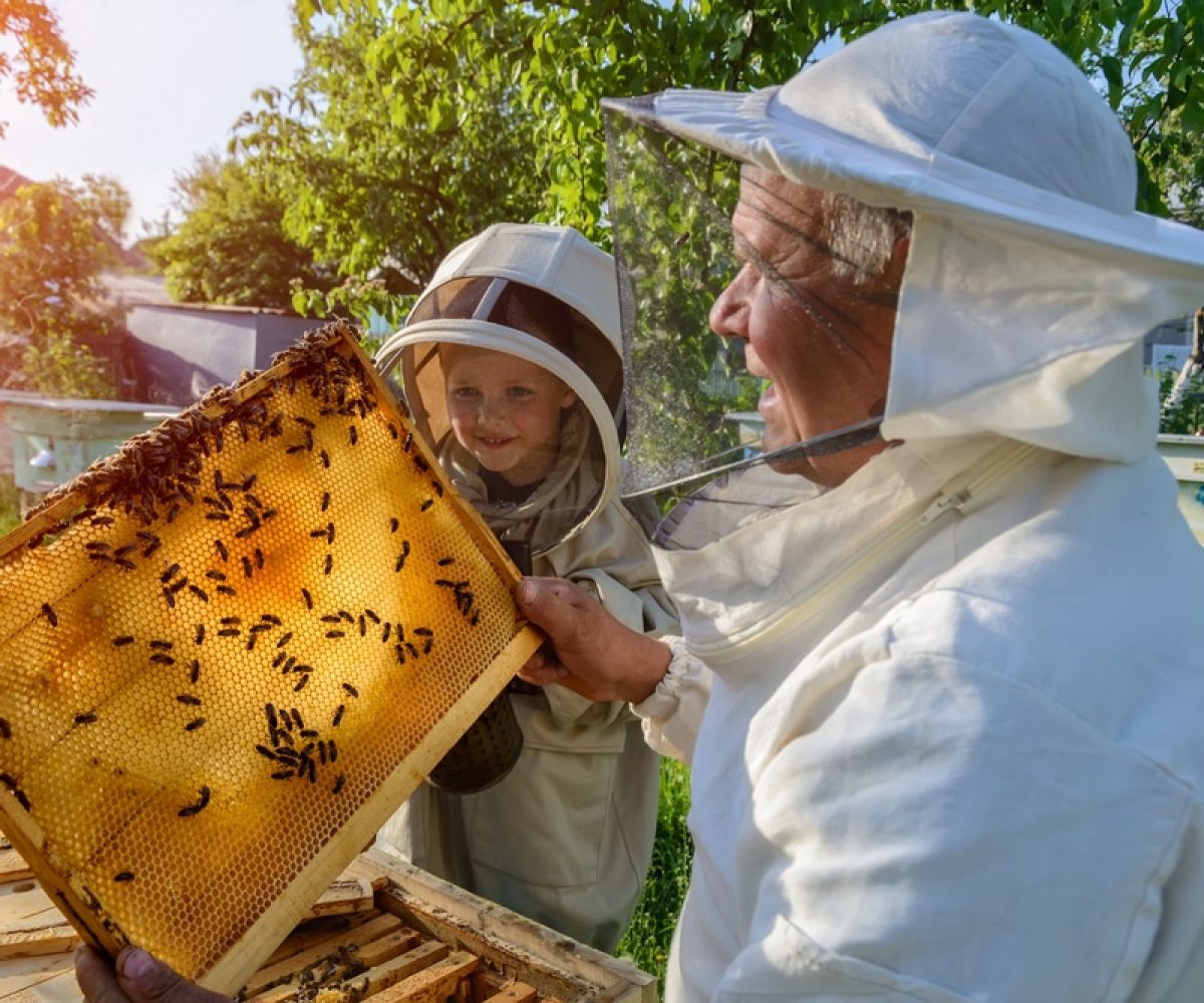 Experienced beekeeper grandfather teaches his grandson caring for bees. Apiculture. The concept of transfer of experience