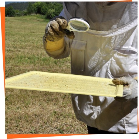 Diagnose von Bienenkrankheiten - Imkerei