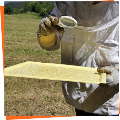 Bee Disease Diagnostic Tools - Identify and Address Hive Issues