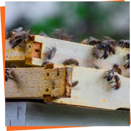 Optimieren Sie Ihre Bienenstöcke mit Premium-Rahmen