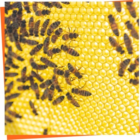 Láminas de cera de abeja