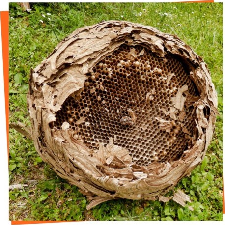 Asian Hornet Suits | Velutina Protection Gear