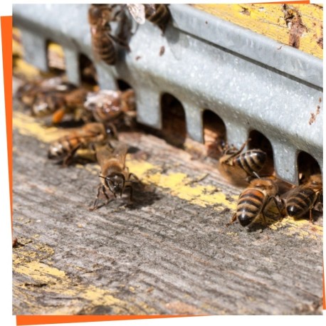 Hive Entrances · Discs, Reducers & Hornet Gates