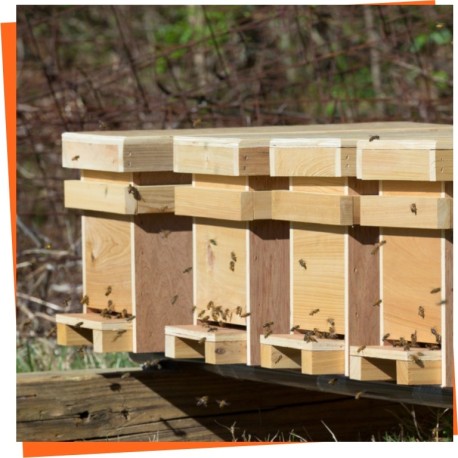 Comprar núcleos de abejas al mejor precio - Langstroth, Layens y Dadan