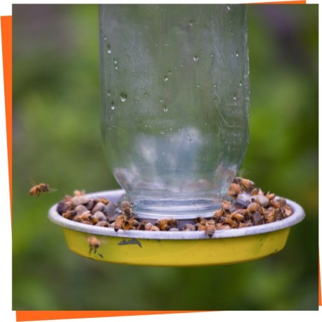 Bee Feeders - Find your best container for feed your bees