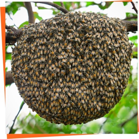 ≫ Swarm Attractant Lures - Catch wild bee swarm with this lures