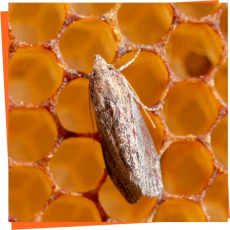 Moth Control products - Protect your combs and beeswax