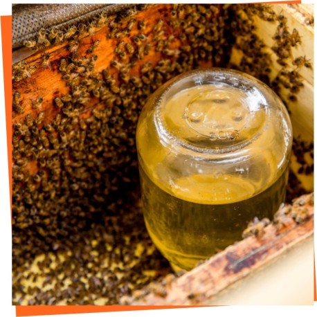 Alimentación de Estimulación para abejas