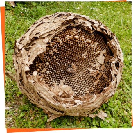 Wespen-Bekämpfung - Onlineshop für Imkereibedarf