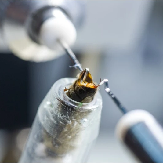 Curso de Inseminación de reinas - 100% Práctico (presencial)